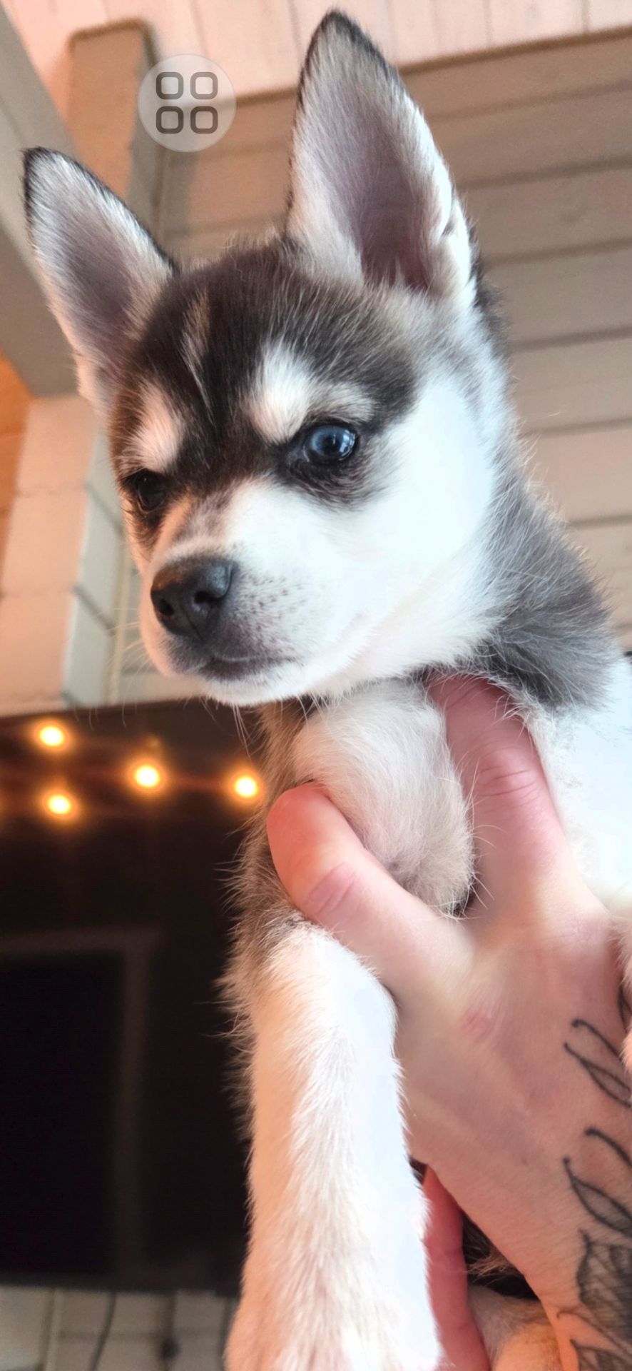 Аляскінськии клі кай (міні хаскі)