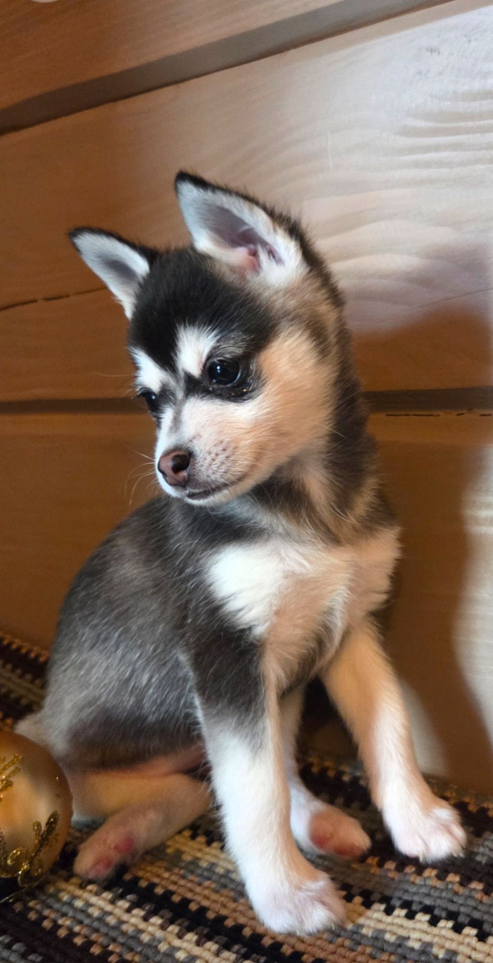 Аляскінськии клі кай (міні хаскі)