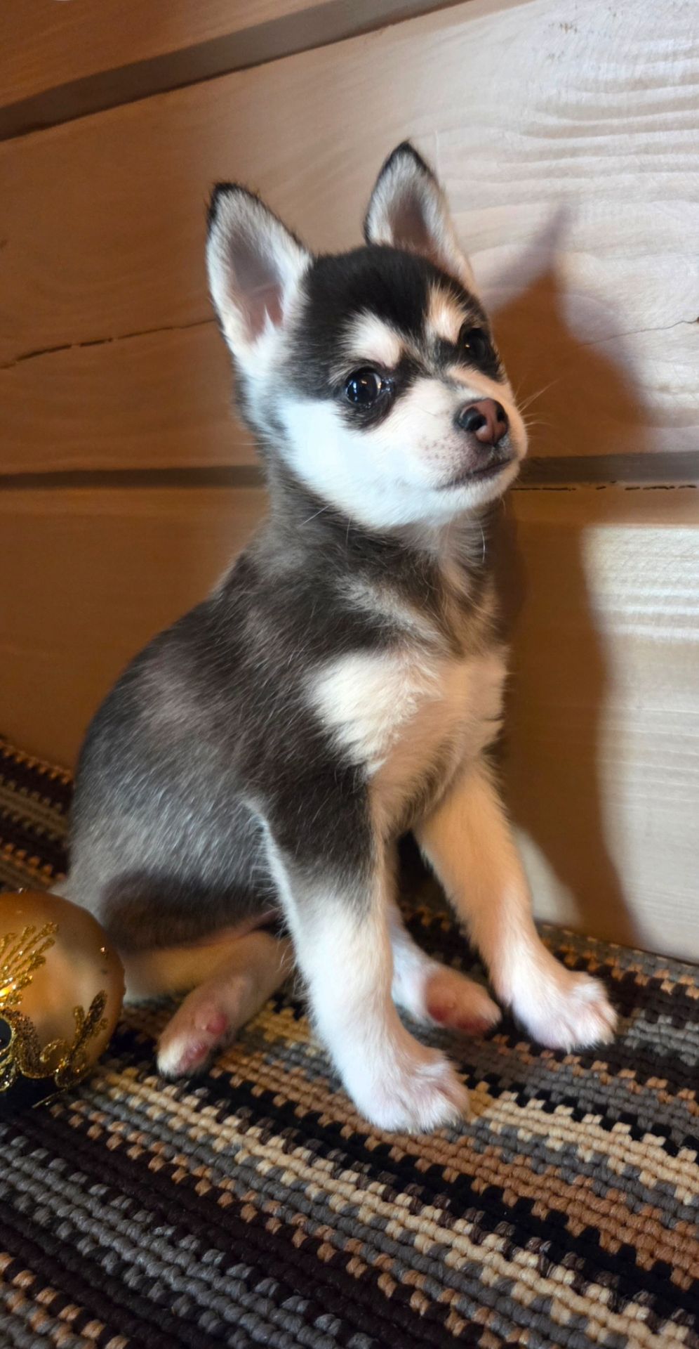 Аляскінськии клі кай (міні хаскі)