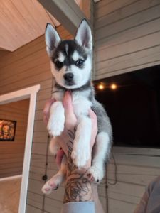 Аляскінськии клі кай (міні хаскі)