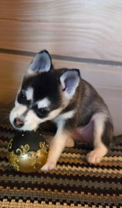 Аляскінськии клі кай (міні хаскі)