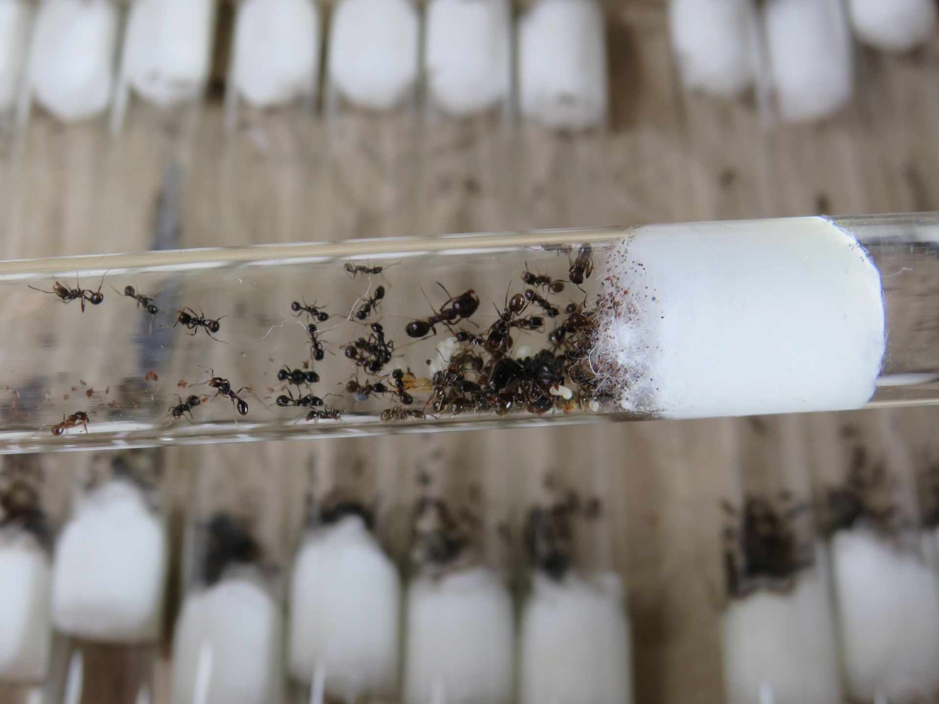 Муравьи-жнецы Messor structor для новичков. Самовывоз Киев, отправки