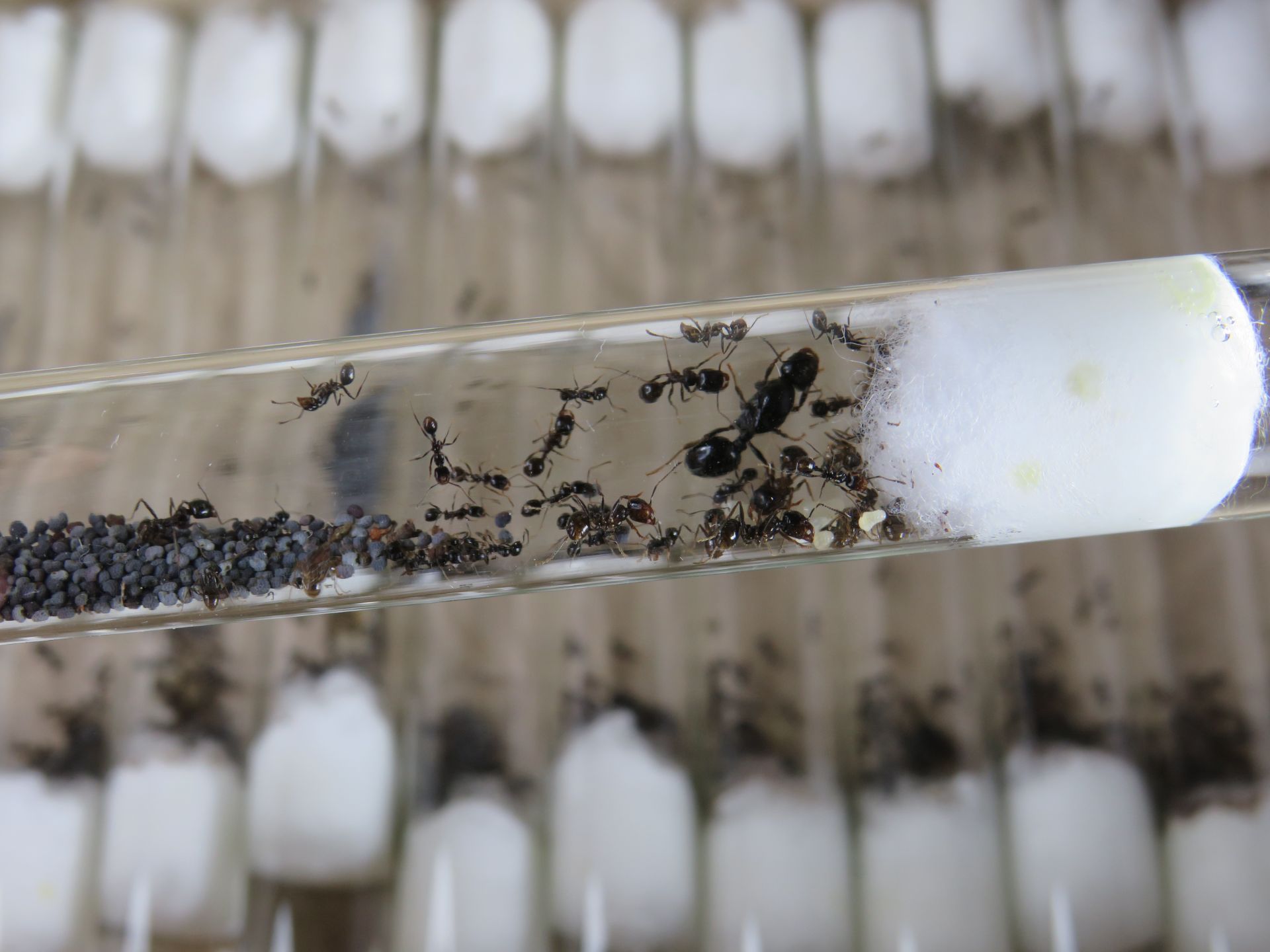 Муравьи-жнецы Messor structor для новичков. Самовывоз Киев, отправки