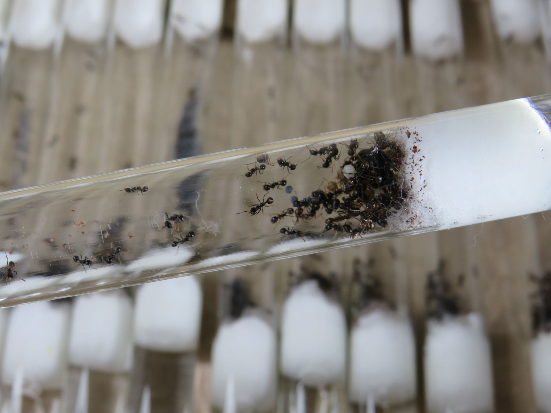 Муравьи-жнецы Messor structor для новичков. Самовывоз Киев, отправки