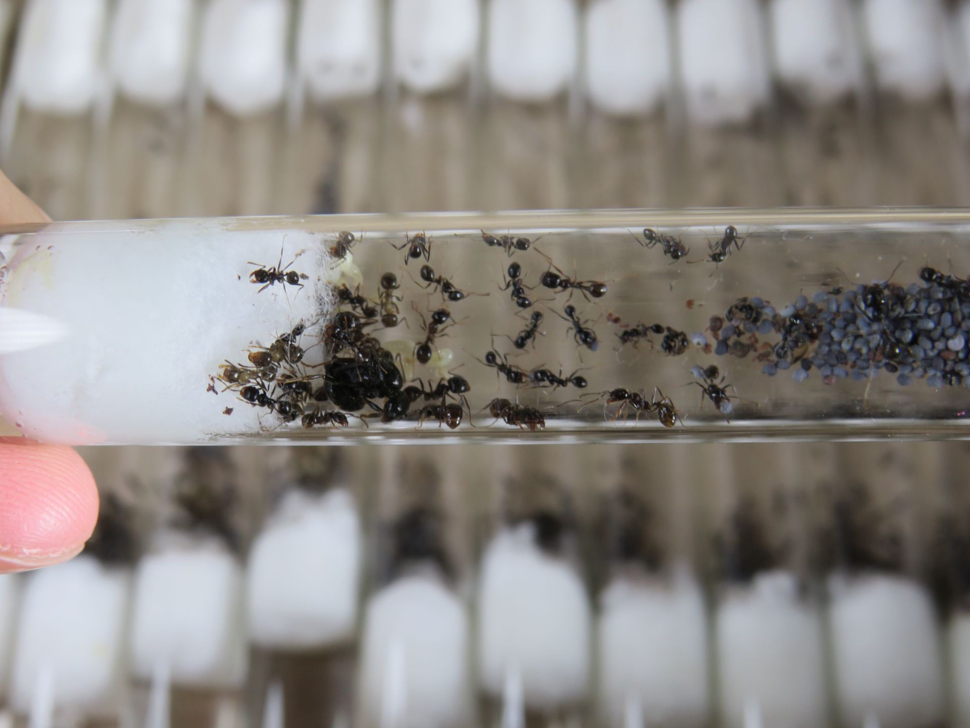 Муравьи-жнецы Messor structor для новичков. Самовывоз Киев, отправки