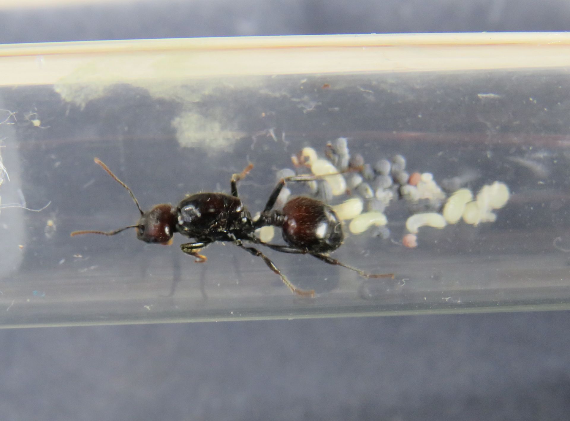 Муравьи Messor barbarus для муравьиной фермы. КОРМ В ПОДАРОК