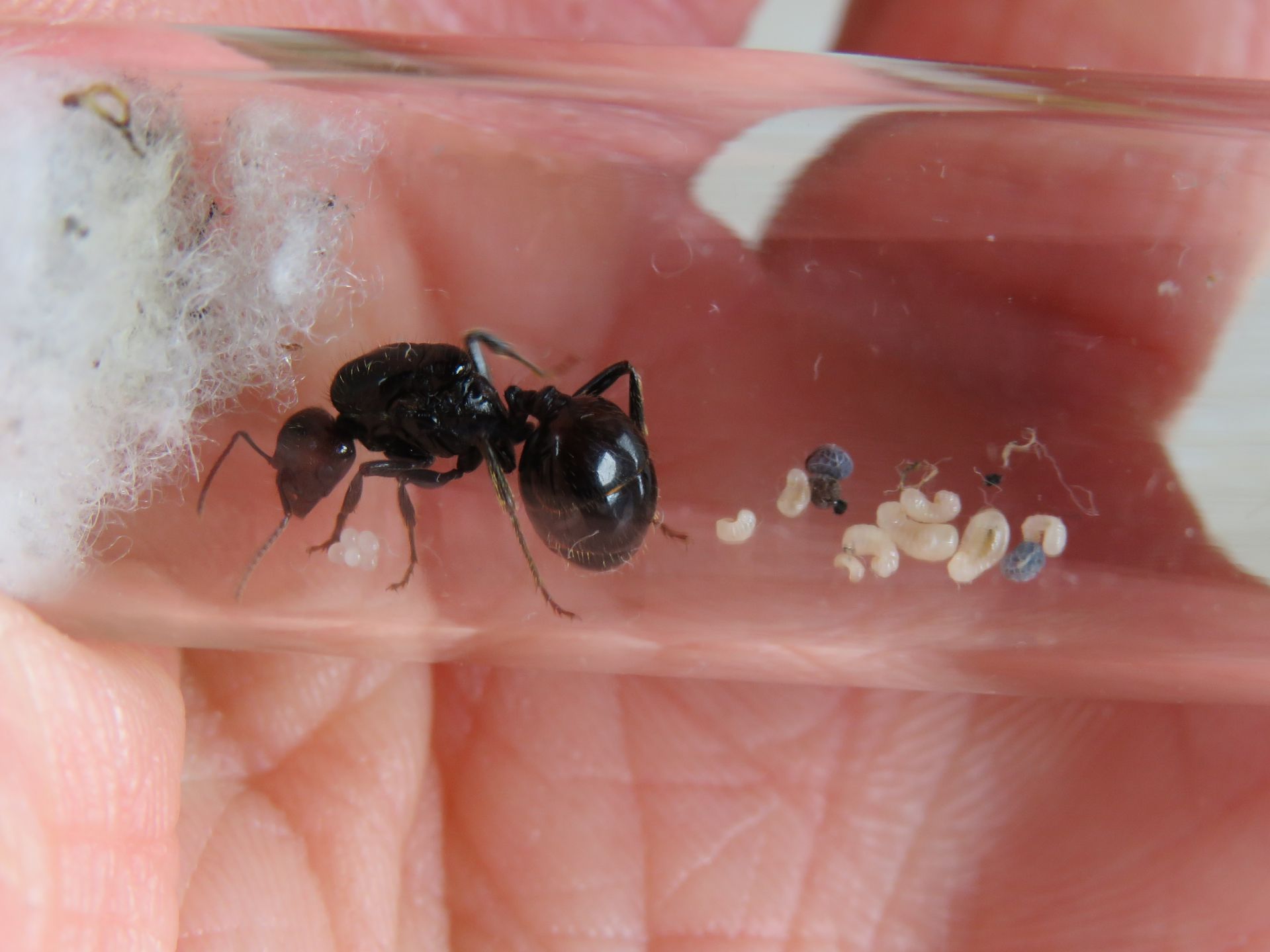 Муравьи Messor barbarus для муравьиной фермы. КОРМ В ПОДАРОК