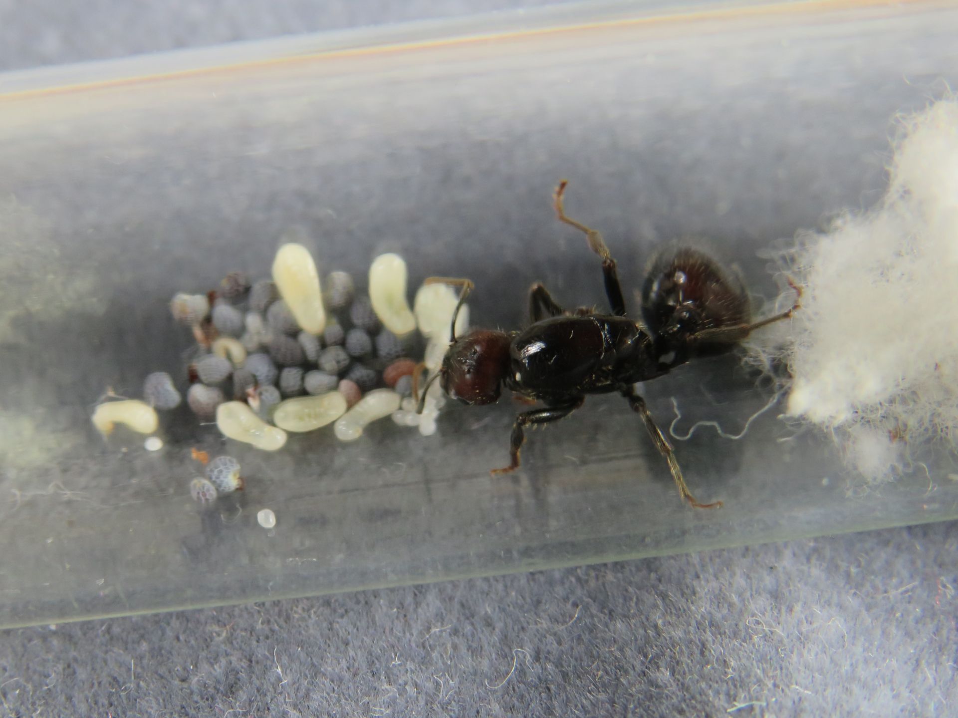 Муравьи Messor barbarus для муравьиной фермы. КОРМ В ПОДАРОК