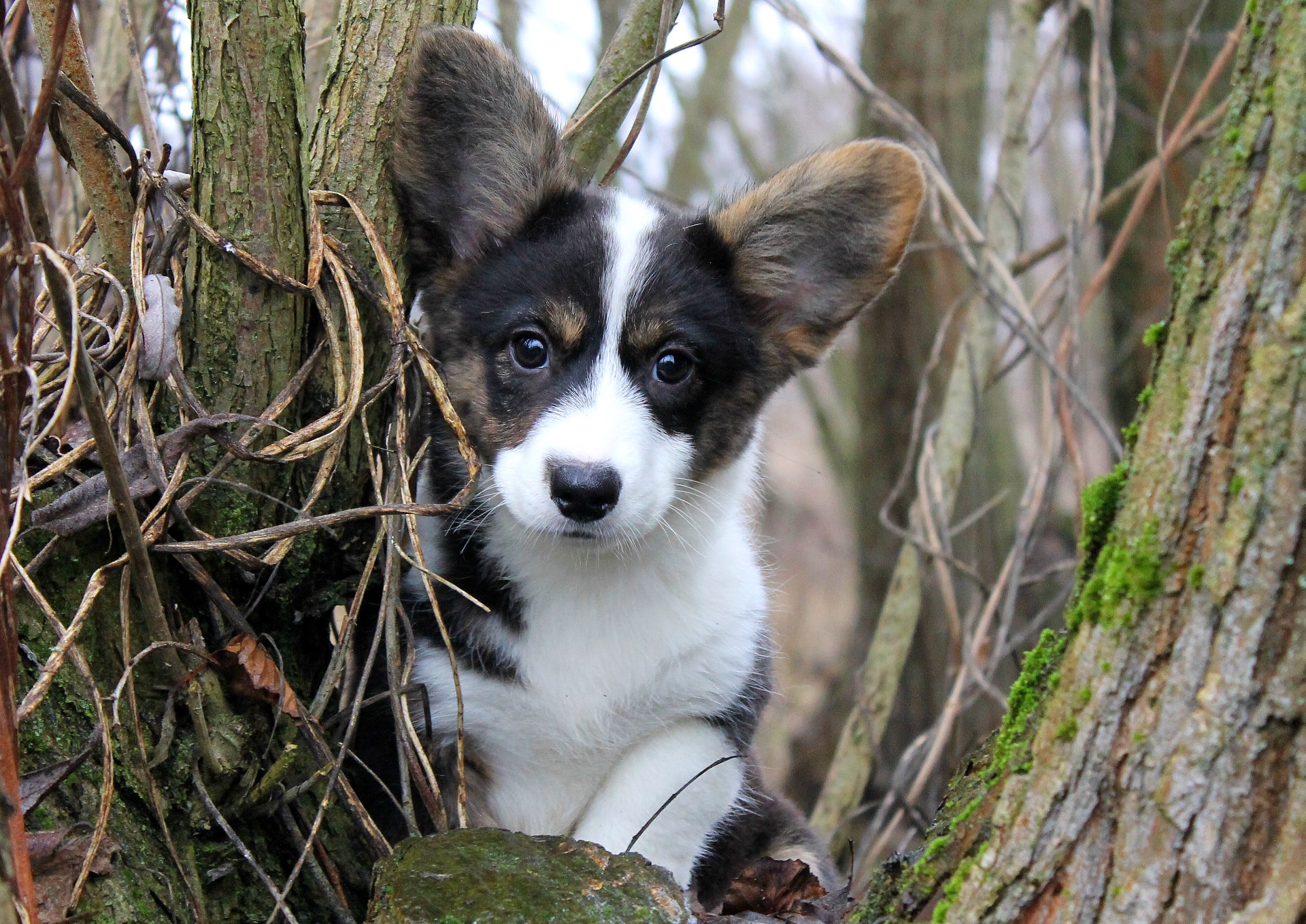 Гарненькі дівчата коргі кардіган