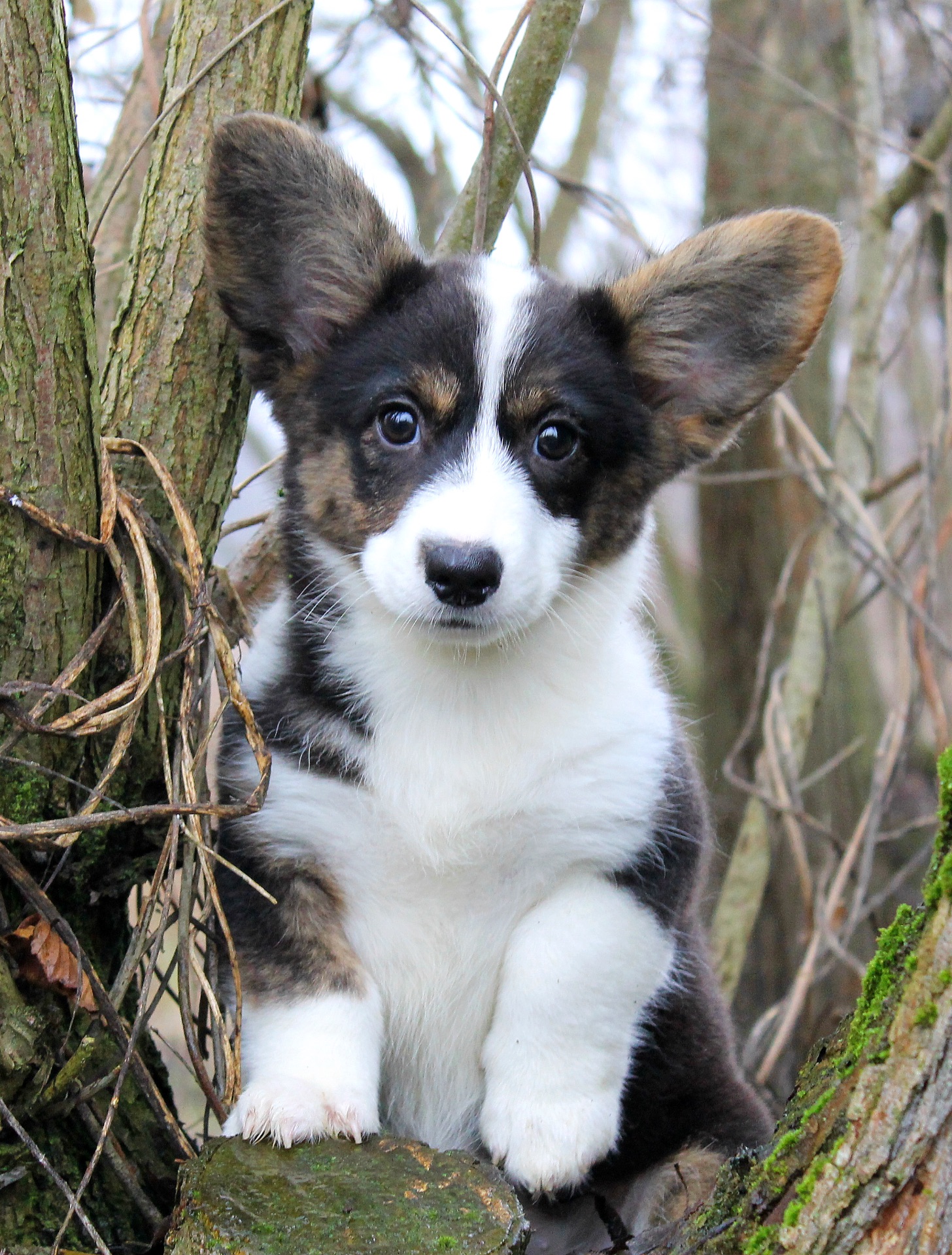 Гарненькі дівчата коргі кардіган