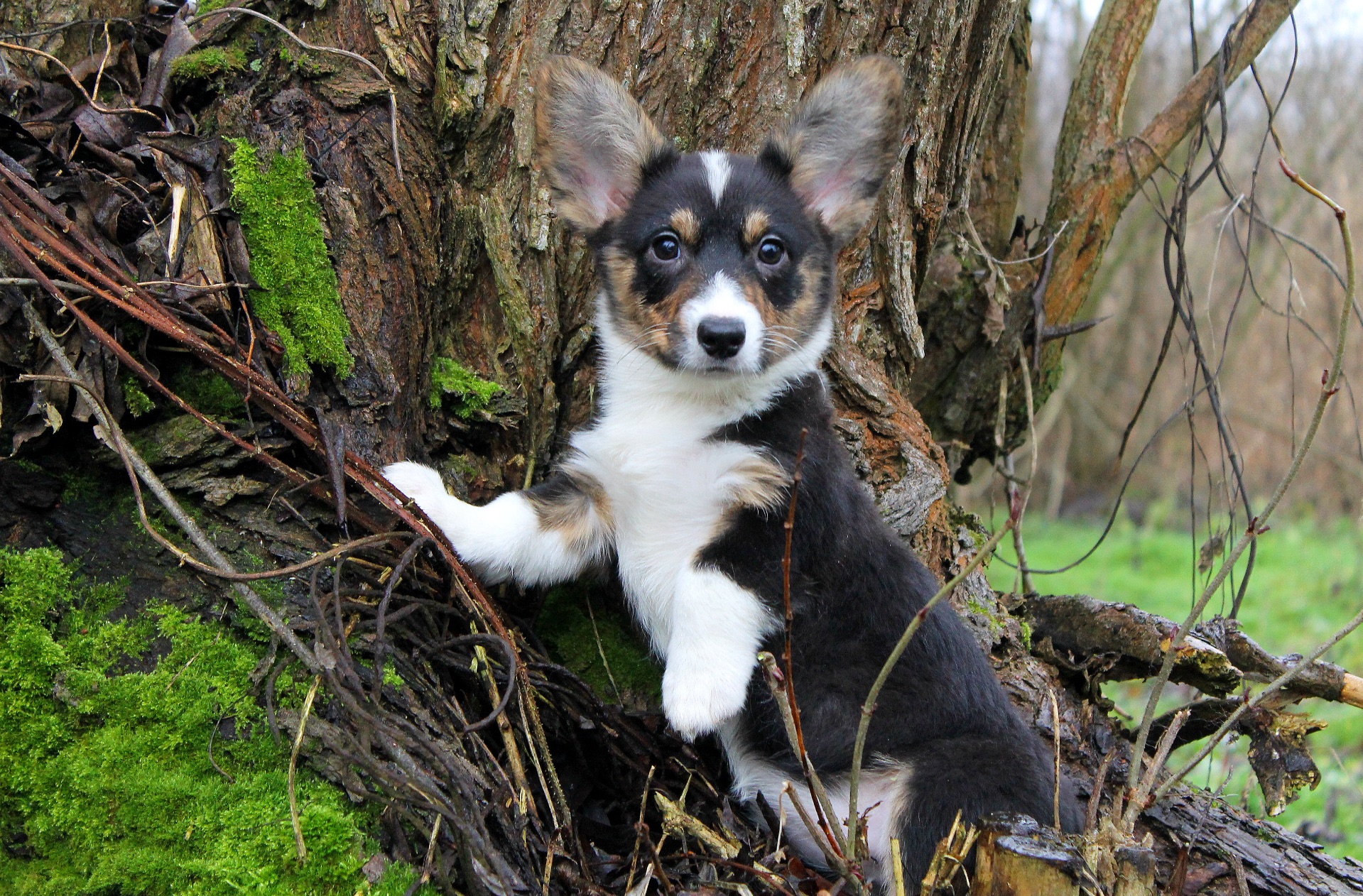 Гарненькі дівчата коргі кардіган