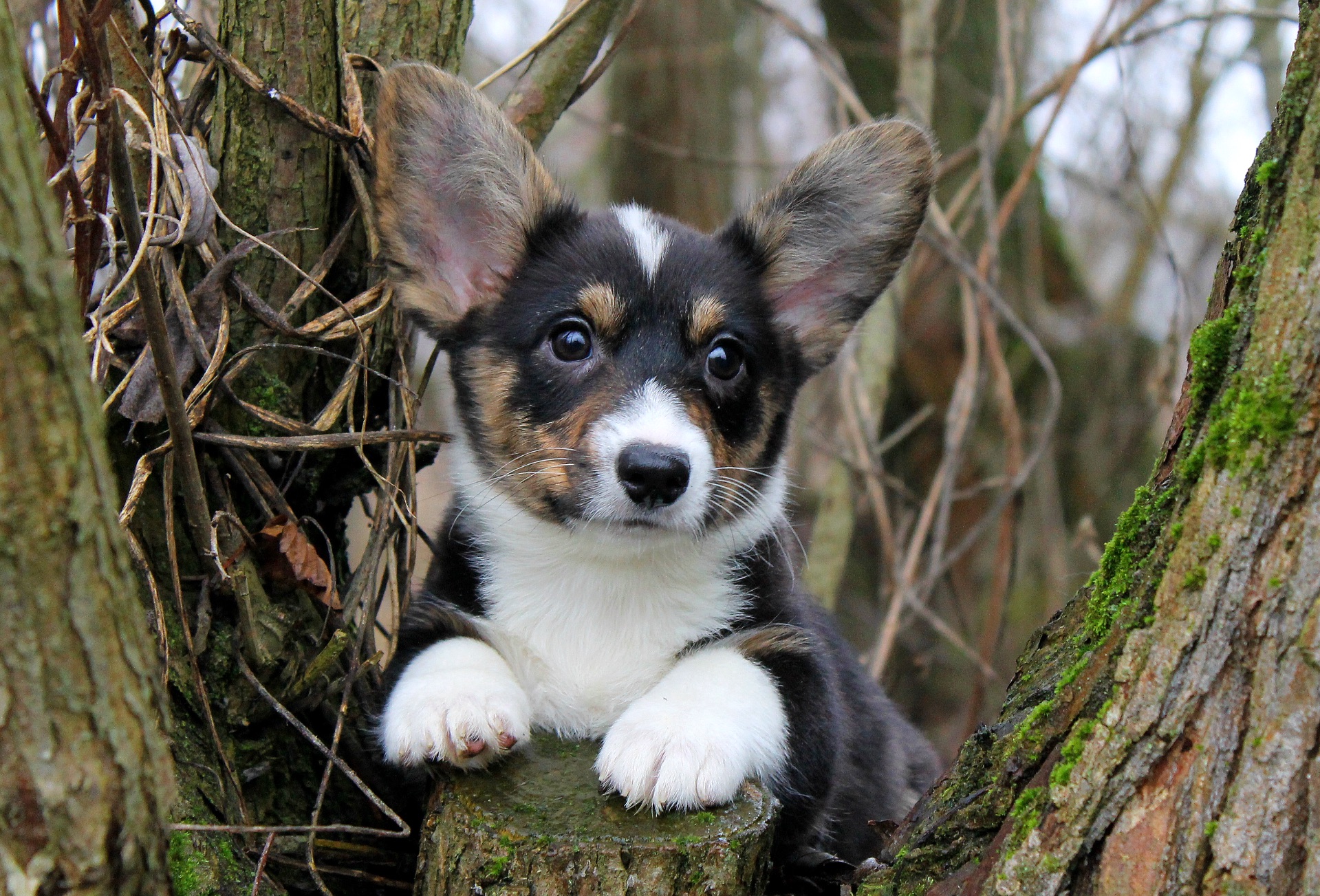 Гарненькі дівчата коргі кардіган