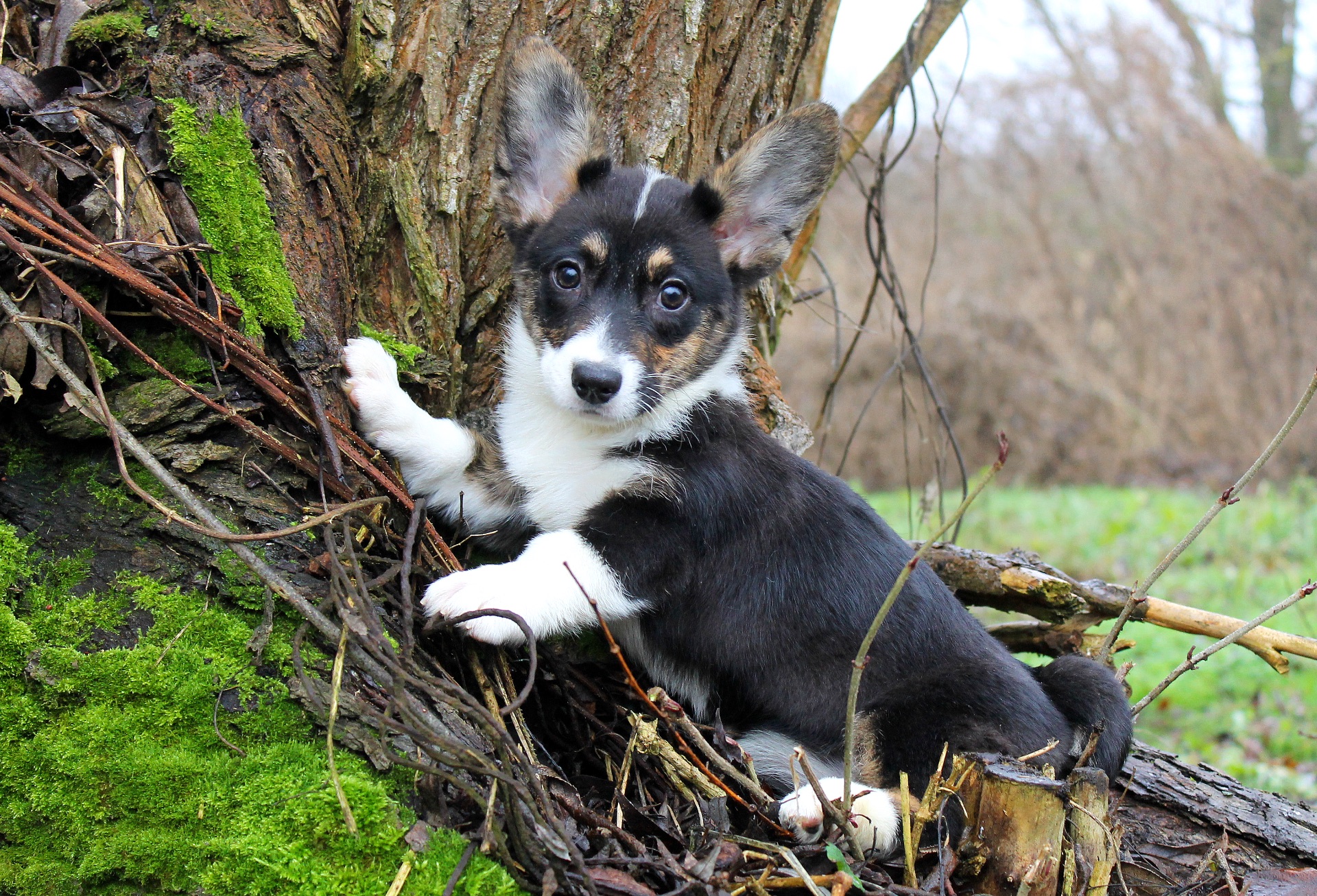 Гарненькі дівчата коргі кардіган