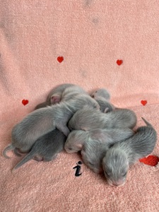 Фретка ( домашній тхір )