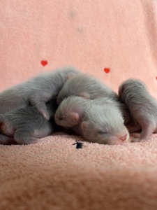 Фретка ( домашній тхір )