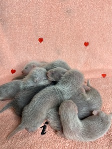 Фретка ( домашній тхір )