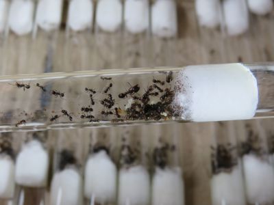 Муравьи-жнецы Messor structor для новичков. Самовывоз Киев, отправки