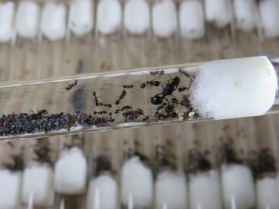 Муравьи-жнецы Messor structor для новичков. Самовывоз Киев, отправки