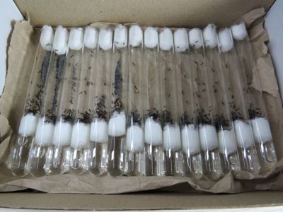 Муравьи-жнецы Messor structor для новичков. Самовывоз Киев, отправки