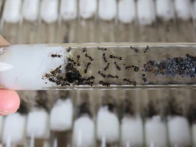 Муравьи-жнецы Messor structor для новичков. Самовывоз Киев, отправки