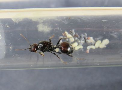 Муравьи Messor barbarus для муравьиной фермы. КОРМ В ПОДАРОК