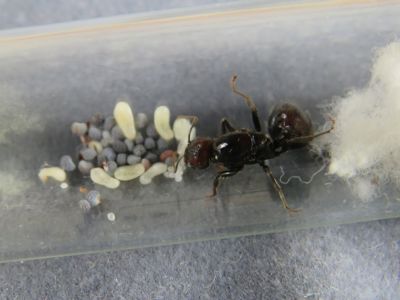 Муравьи Messor barbarus для муравьиной фермы. КОРМ В ПОДАРОК