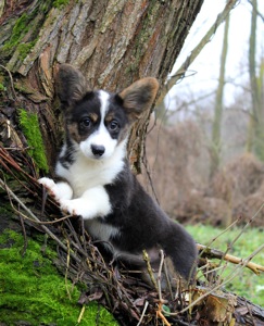 Гарненькі дівчата коргі кардіган