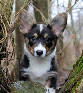 Гарненькі дівчата коргі кардіган