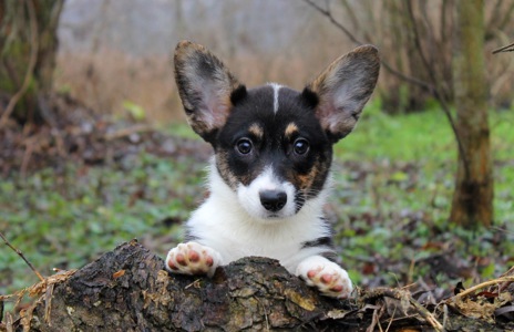 Гарненькі дівчата коргі кардіган