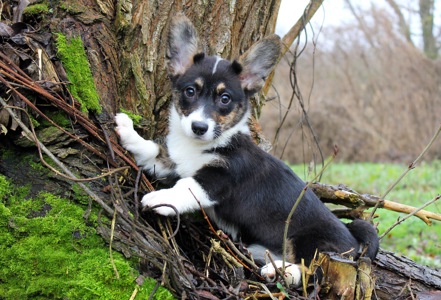 Гарненькі дівчата коргі кардіган