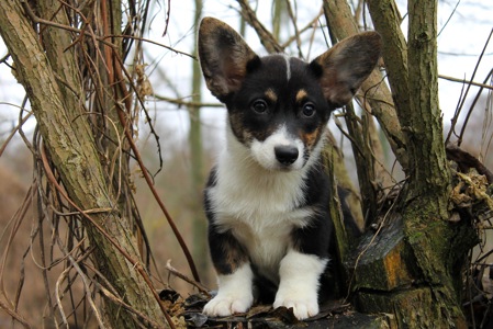 Гарненькі дівчата коргі кардіган