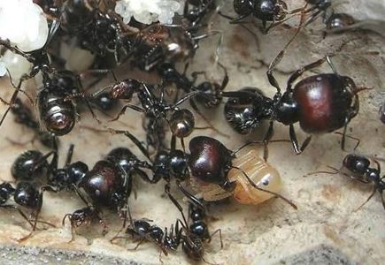 Муравьи Messor barbarus для муравьиной фермы. КОРМ В ПОДАРОК