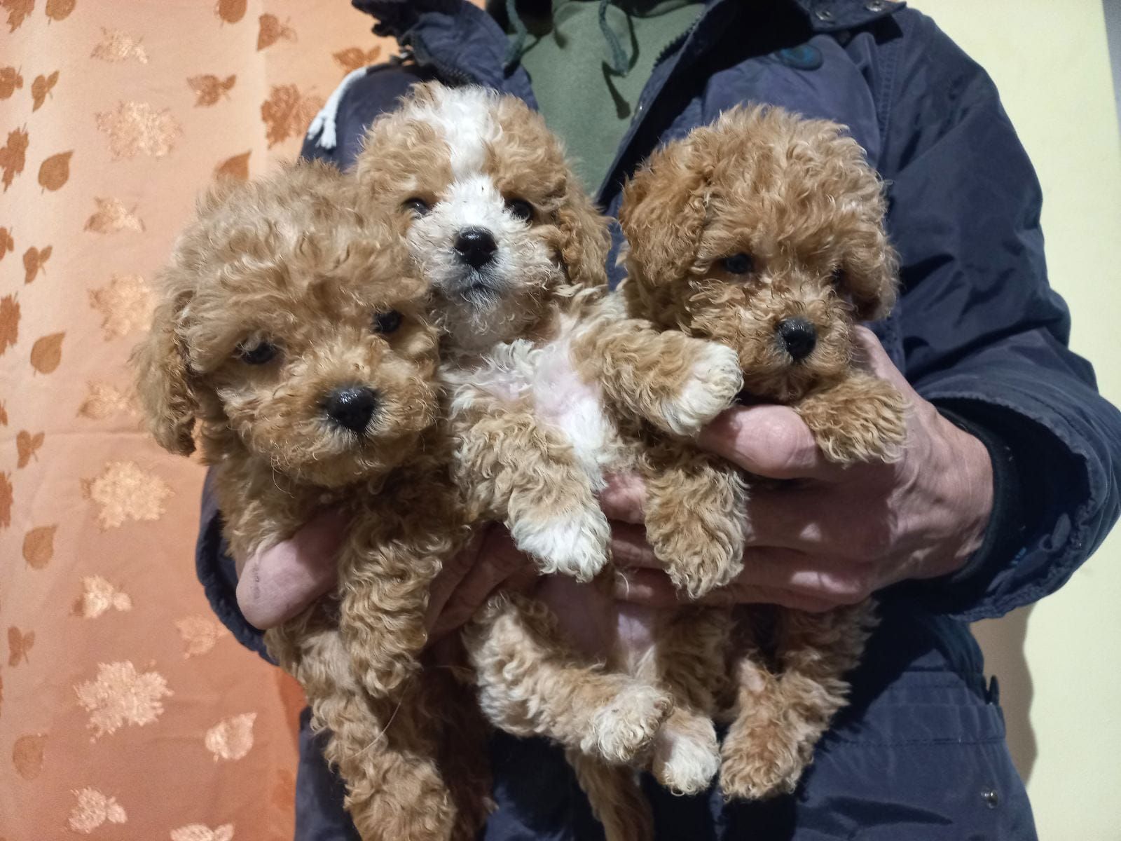 Цуценята мальтіпу Ф1