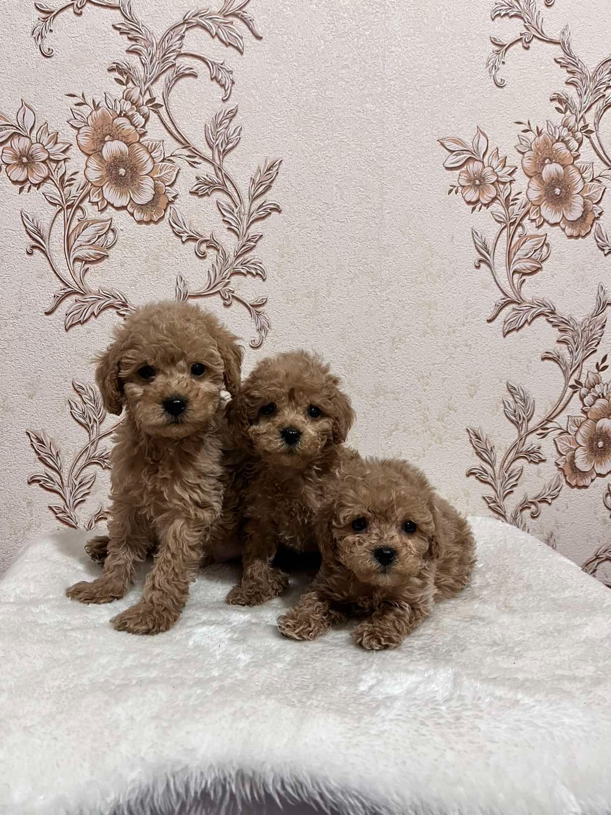 мальтипу мальчики ф1