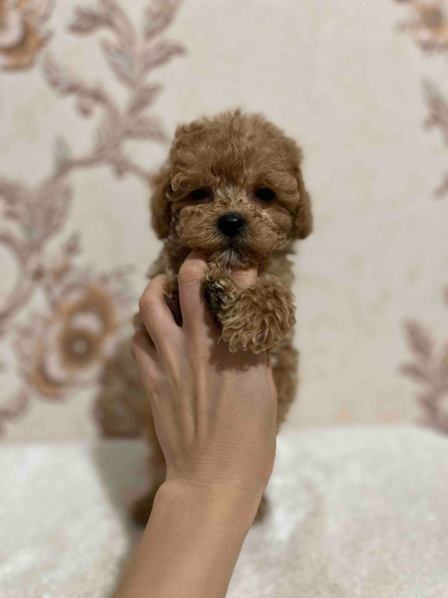 мальтипу мальчики ф1