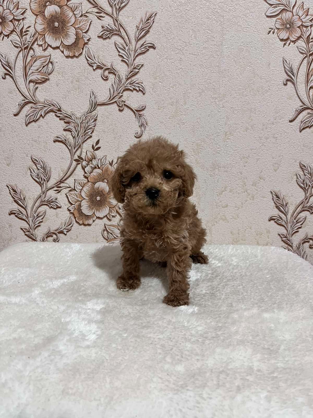 мальтипу мальчики ф1