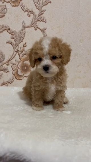 Роскішний хлопчик мальтипу