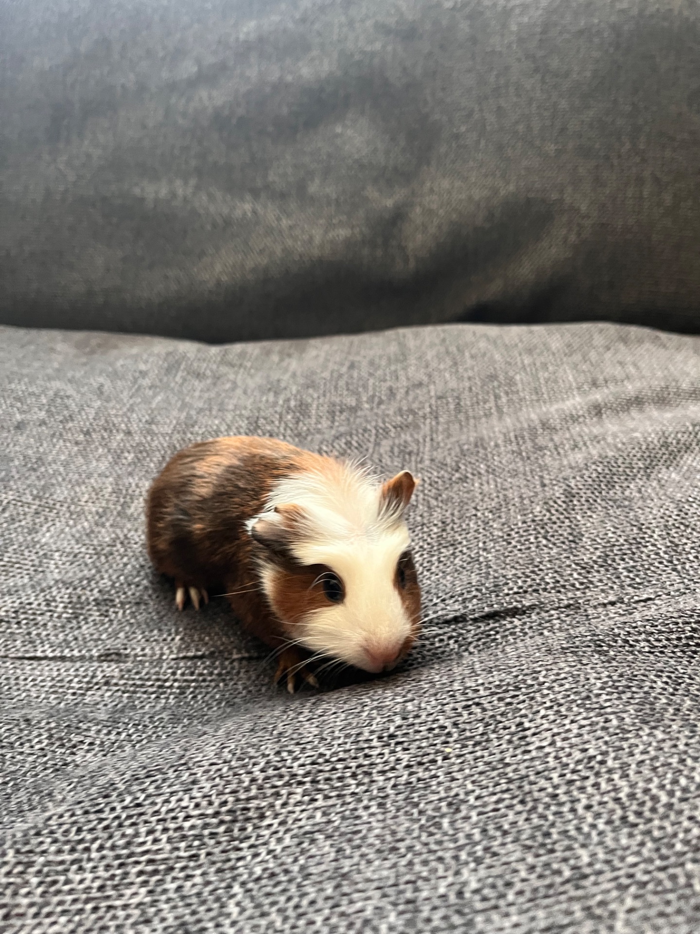 Морські свинки