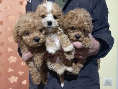 Цуценята мальтіпу Ф1