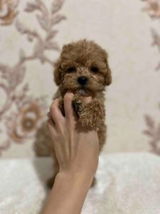 Хлопчик мальтипу