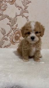 Роскішний хлопчик мальтипу