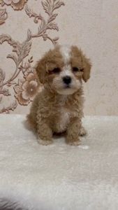 Роскішний хлопчик мальтипу