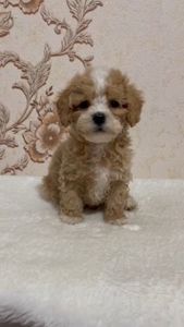 Роскішний хлопчик мальтипу