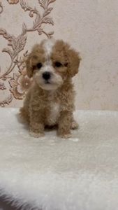 Роскішний хлопчик мальтипу