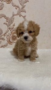 Роскішний хлопчик мальтипу