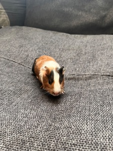 Морські свинки