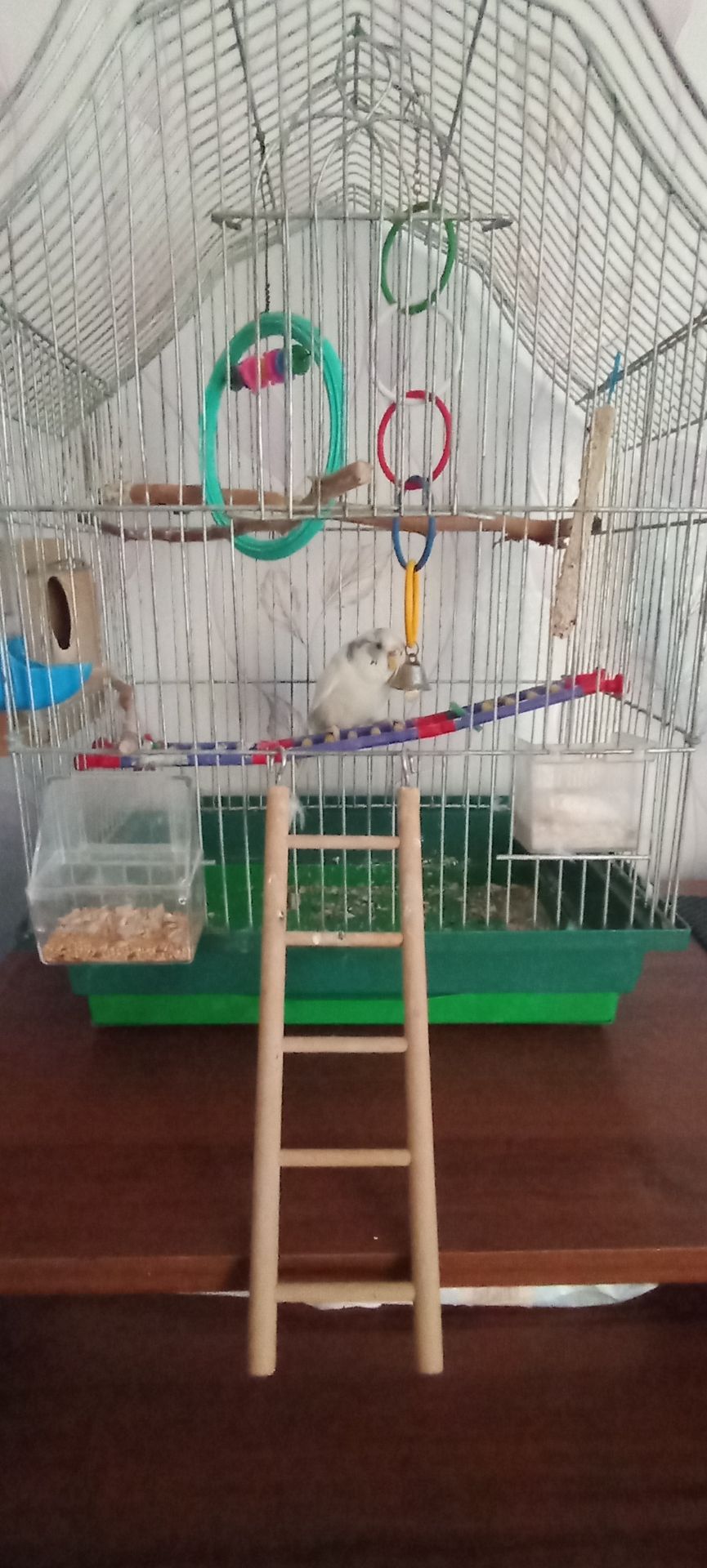 Волнистый попугай