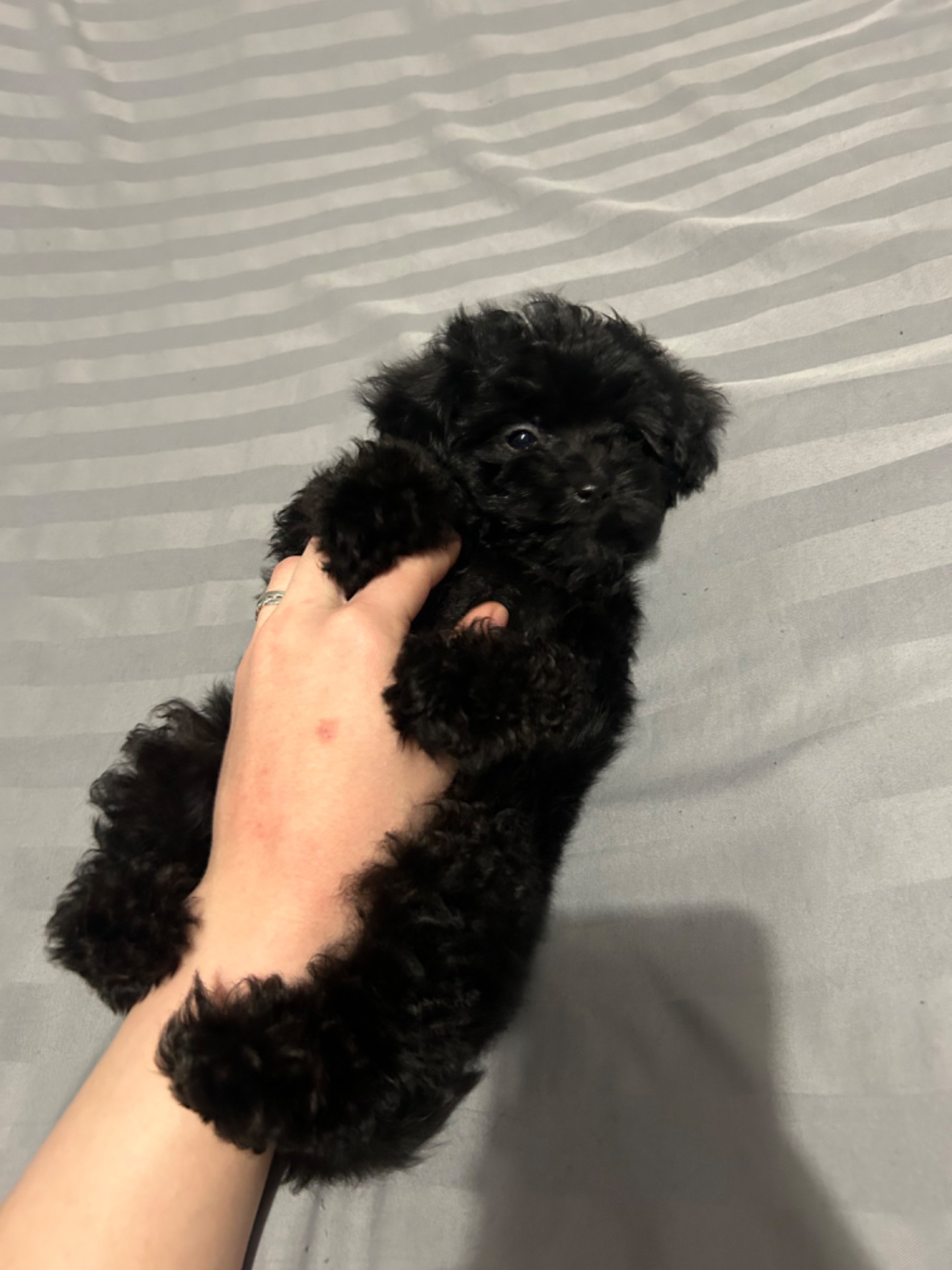 Мальтіпу дівчинка міні Ф1