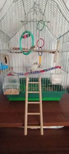 Волнистый попугай