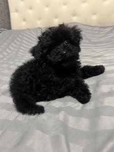 Мальтіпу дівчинка міні Ф1